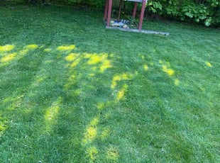 Michael B.'s Lawn Maintenance service result