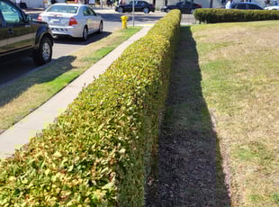 Bush Trimming by Keith Dalke for Marc G. in San Diego, CA