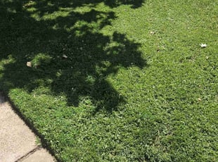 Jeanne L.'s Yard Cutting service result