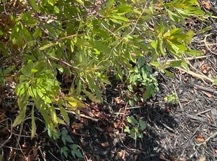 Bush Trimming by Vincent Harrison for Keyne S. in Cibolo, TX