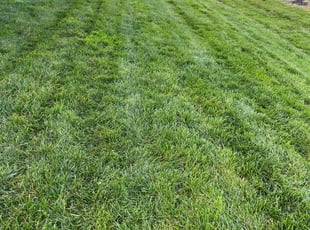 Brad J.'s Grass Cutting service result