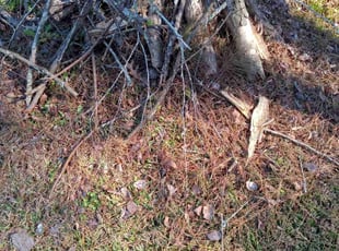 Cleanups by Wes Carroll for Janet M. in Summerville, SC