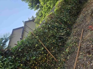 Weeding by Juan Rodriguez for Azita A. in Citrus Heights, CA