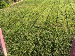 Lubonski L.'s Lawn Service service result
