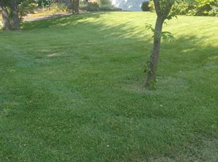 Jean S.'s Lawn Mowing Service service result