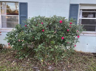 Bush Trimming by TC Lindsey for Noah N. in Sanford, FL