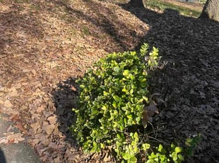Bush Trimming by Jeff Foster for Jeff M. in Charlotte, NC