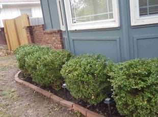 Bush Trimming by KK Green Grass for Brandon B. in Overland Park, KS