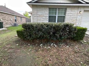 Bush Trimming by Bobby Green for Tiffany H. in Kyle, TX