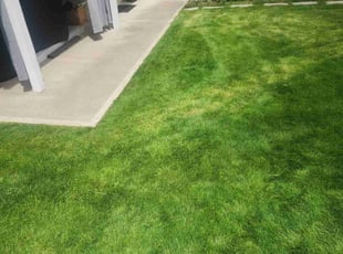 Ricky S.'s Lawn Mowing service result