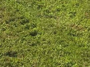 Christian B.'s Lawn Service service result