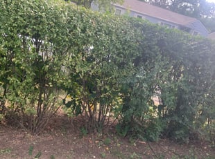 Bush Trimming by Malik Baldwin for Randy D. in Raytown, MO