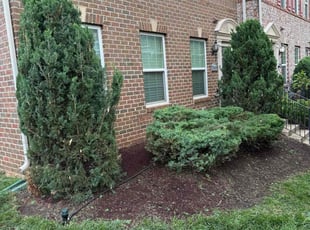 Bush Trimming by Theo Mobley for Jartan C. in Washington, DC