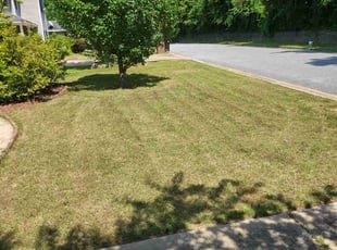 Alexis A.'s Lawn Mowing Service service result