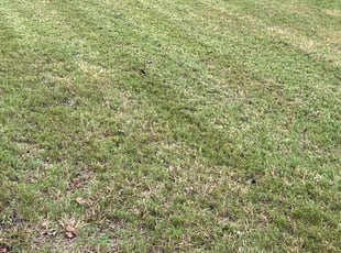Evelyn D.'s Lawn Mowing service result