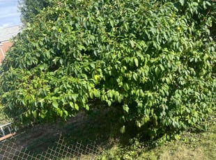 Bush Trimming by Lamar Copeland for Nigest D. in Parkville, MD