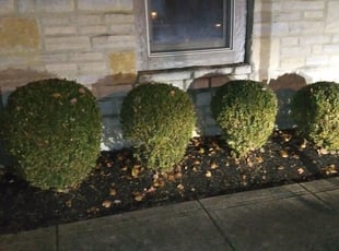 Bush Trimming by Jacob Campfield for Lance C. in Hilliard, OH
