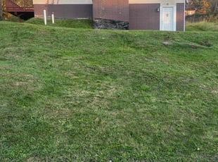 Farah Z.'s Lawn Mowing Service service result