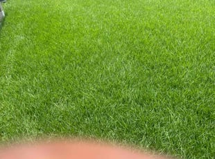 Stacy A.'s Yard Cutting service result