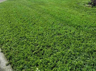 Mauricio A.'s Lawn Maintenance service result