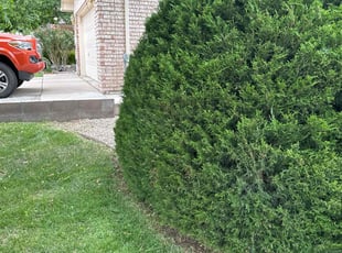 Bush Trimming by Manuel Lucero for Jeannine W. in Albuquerque, NM