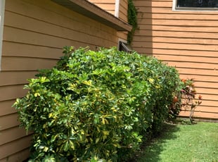 Bush Trimming by Rico Sims for Kai Y. in Tampa, FL