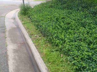 Weeding by Mario Cook for Charlett L. in Akron, OH