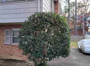 Bush Trimming by Mike Williams for Delores Q. in Richmond, VA
