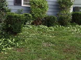 Bush Trimming by Andrew Hudson for KATIE H. in Atlanta, GA