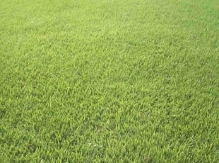 Bernard H.'s Lawn Mowing service result