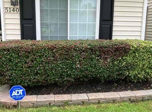 Bush Trimming by Joel Walton for Tori S. in Virginia Beach, VA