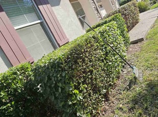Bush Trimming by Juan Rodriguez for Freddy G. in Sacramento, CA