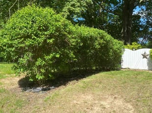 Bush Trimming by Ida Goins for Mary S. in Canton, OH