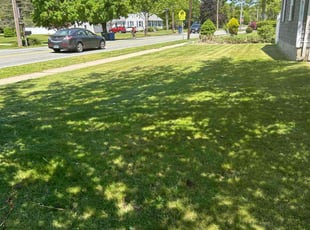 Ebony H.'s Lawn Care service result