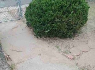 Bush Trimming by Wayne Mead for Jacob K. in Colorado Springs, CO