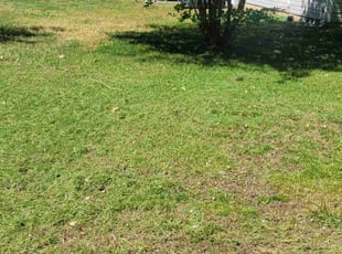 Leaf Removal by Matthew Scott for Syeda H. in Durham, NC