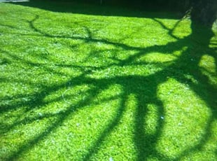 Emilie P.'s Lawn Maintenance service result