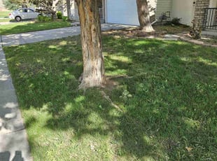 Leaf Removal by Anthony Keahey for Marvin S. in Denver, CO