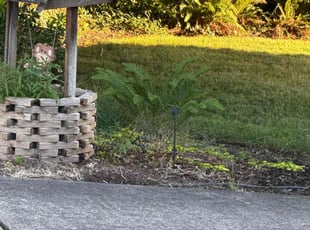 Weeding by Carlos Ledesma for Michael L. in Keizer, OR
