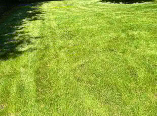 Dianne A.'s Lawn Service service result