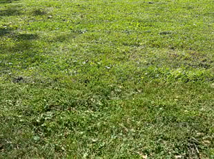 Nicole W.'s Lawn Service service result