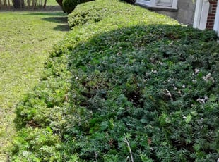 Bush Trimming by Kioshi Allen for Tamika T. in Southfield, MI