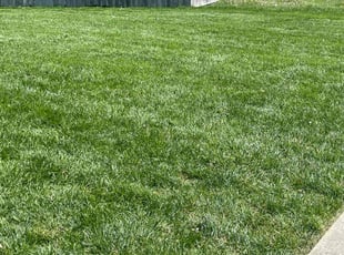 Lloyd M.'s Lawn Mowing service result