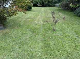 Esia C.'s Lawn Mowing service result