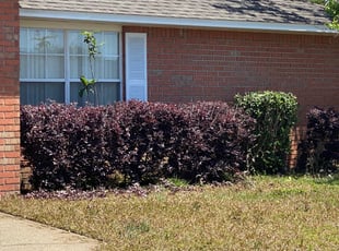 Bush Trimming by Travis Frederickson for Anthony K. in Pensacola, FL