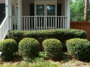 Bush Trimming by Ryan Landrigan for Margaretta P. in Irmo, SC