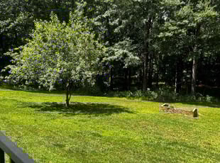 Antoinette J.'s Lawn Mowing Service service result