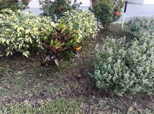 Weeding by Leonardo Nogueras for Megan D. in Davenport, FL