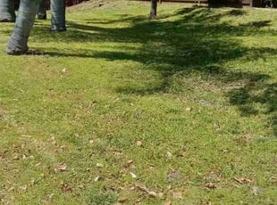 Richard G.'s Lawn Mowing service result