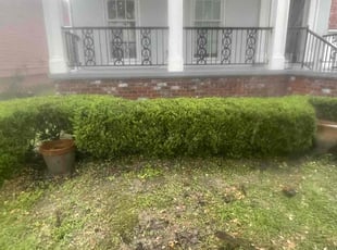 Bush Trimming by Juan Manson for Ellen R. in Metairie, LA